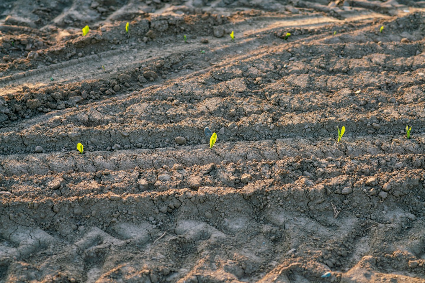 Small green sprouts push through dark tilled soil.