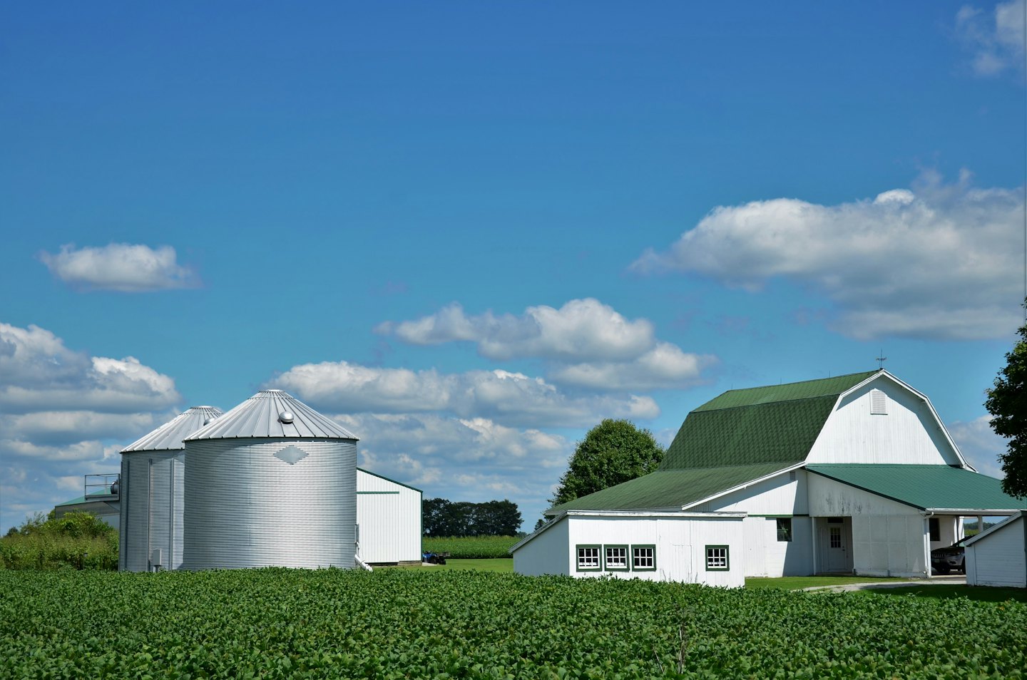 Green crop field with a white barn and grain silos.